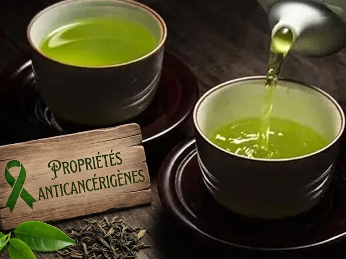 Thé vert et cancer : signaux forts, certitudes&nbsp;faibles
